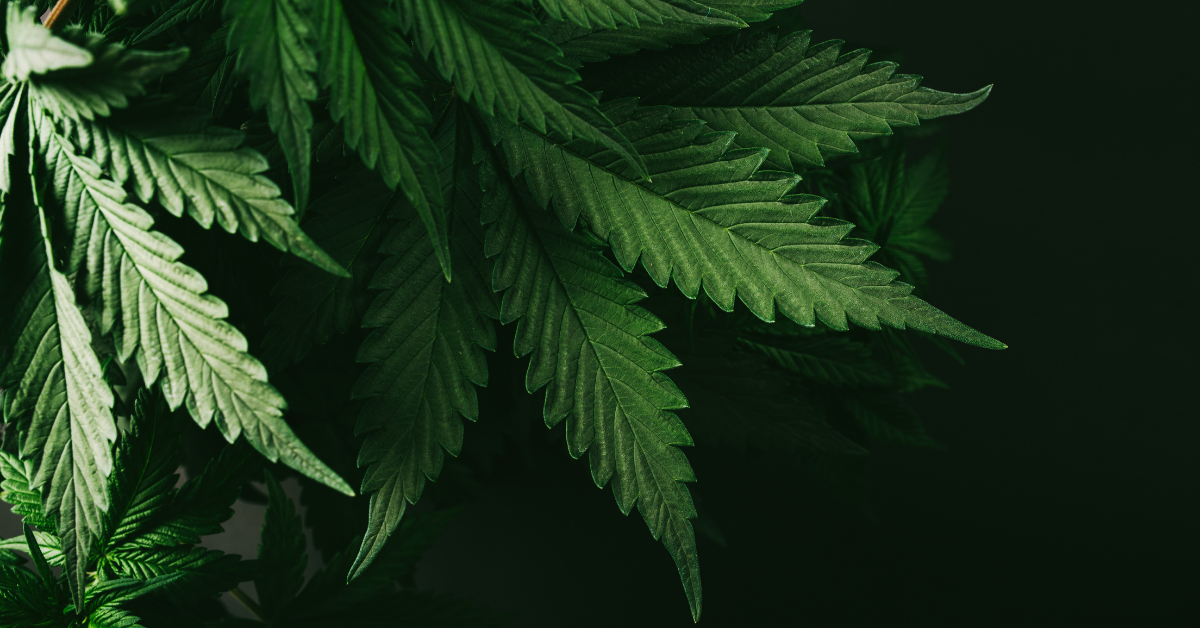 Marijuana leaf